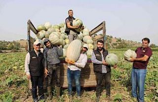 Damakları tatlandıran balkabağının tarladan sofraya...