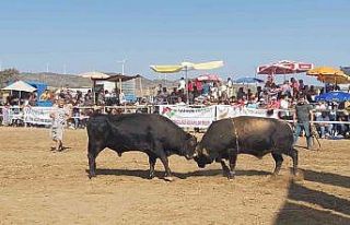 Datça’da boğa güreşleri nefes kesti