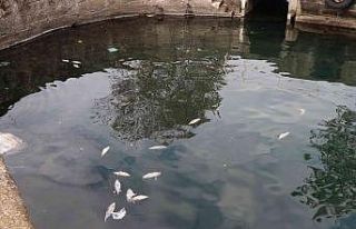 Denize dökülen balıklar tedirginliğe yol açtı