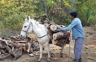 Derecik’te kışlık odun toplama telaşı