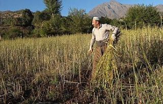 Derecik’te susam hasadı başladı