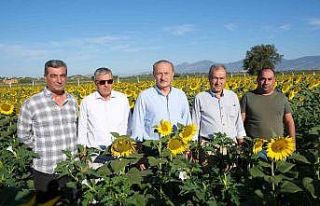 Didim Belediyesi’nin ektiği ayçiçekleri hasada...