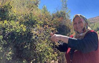 Dikenli dallara aldırış etmeden şeker hastası...