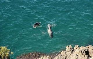 Dilek Boğazı’nda Akdeniz Foku ölü olarak bulundu