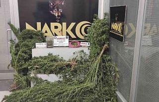 Diyarbakır’da bahçesinde uyuşturucu eken şüpheli...