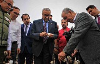 Diyarbakır’da ‘beyaz altın’ hasadı başladı,...