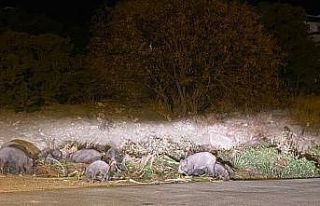 Domuz ailesi yemek bulamayınca Bodrum’a indi