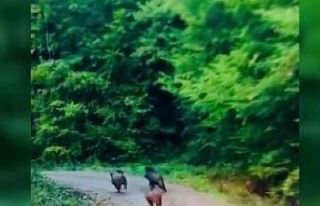 Domuzlar kameraya yakalandı