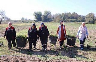 Düzce’de Melisa hasadı başladı