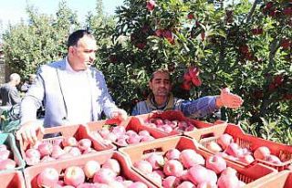 Eğirdir’de 61 bin dekarlık elma bahçesinden 400...