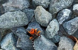 Elazığ’da zehirli uğur böceği görüntülendi