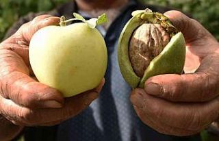 Elma büyüklüğündeki cevizler şaşırtıyor