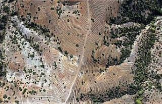 Emet’te 48,5 hektarlık ağaçlandırma sahasına...