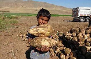 En tatlı hasat yüzleri güldürdü