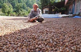 Erbaa fındık randımanıyla Ordu ile yarışıyor