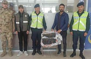 Erciş’te kafes avcılığı