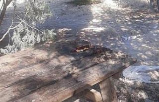 Ertuğrul Gazi Türbesi yerleşkesindeki ağaçlık...