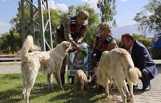Erzincan’da sokak hayvanlarına yönelik yemleme...