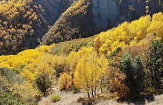 Erzincan’da sonbaharda renk cümbüşü