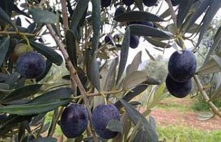 Eskişehir’de zeytin hasadı başladı