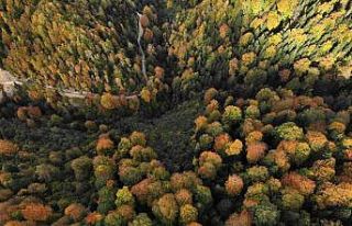 Eşsiz manzarayı görmek için canlı ağaç müzesine...