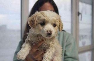 Evcil hayvanı olanlar dikkat, son tarih 31 Aralık