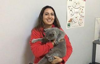 Evcil hayvanlara getirilen çip zorunluluğu uygulanmaya...