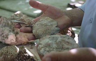 Evinin dört bir yanı 350 milyon yıllık fosillerle...