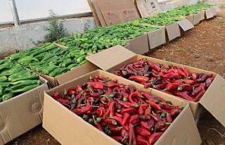 Eyyübiye Sera Kentteki yüksek rekolte ümit veriyor