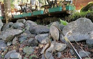 Fırtına Deresi’nde alabalık tutmak isted, oltasına...