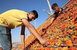 Gaziantep’te sezonun son kurutmalıkları güneşe...