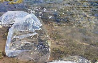 Gediz’de göletlere 200 bin sazan bırakıldı