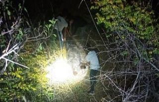 Gercüş’te domuzlar bağ ve bahçelere dadandı