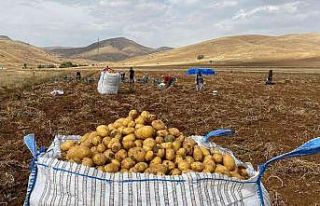 Gümüşhane’de patates hasadı devam ediyor