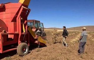 Güroymak’ta fasulye hasadı