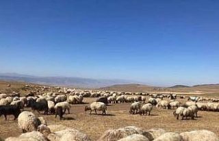 Güroymak’ta hayvan aşılama çalışması