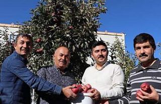 Gürün’de elma hasadında sona gelinde