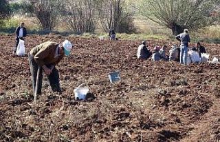 Hasat sonrası akına uğradı, kışlık patates...