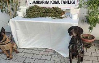 Hatay’da 2 kilo 450 gram esrar ele geçirildi