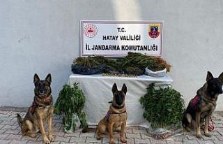 Hatay’da uyuşturucu operasyonunda 4 kişi gözaltına...