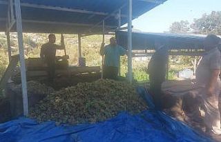 Hatay’da üzümler "çalpak pekmezi"ne...