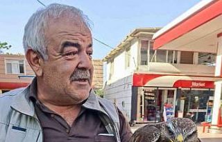 Hatay’da yaralı halde bulunan şahin tedavi edildi