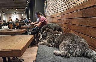 Havalar soğudu kafeler sokak hayvanlarına ev oldu