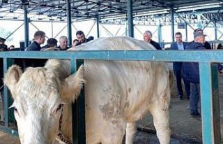 Hayvan pazarında uygun fiyat yoğunluğu