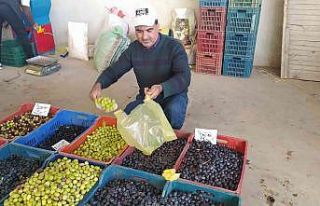 Hisarcık halkı salamura zeytin yapımına yöneldi