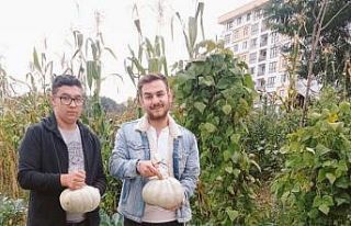 Hobi bahçesinin mahsullerini öğrenciler topladı