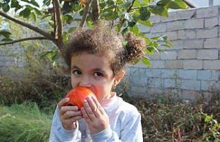 Iğdır’da ilk defa cennet hurması yetiştirildi,...