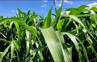 İlk defa ekilen Şeker Sorgumu yem ihtiyacını karşılayacak