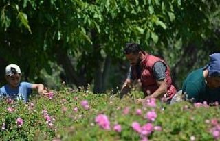 Isparta’da gül çiçeği taban fiyatı 22 lira...