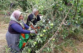 İşsizliği bitiren bu köy, il ve ilçelerden göç...